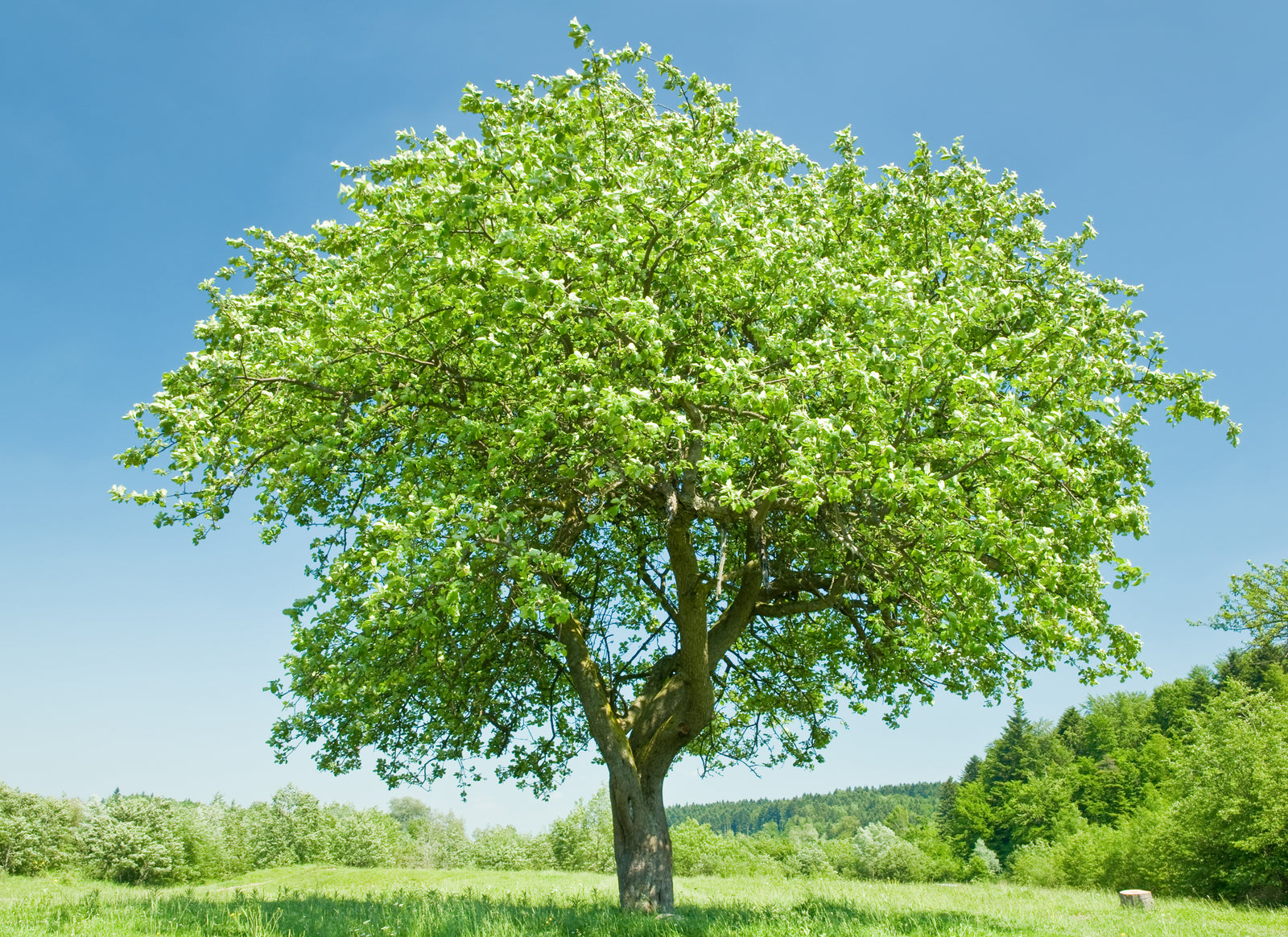 Bij een bestaande boom